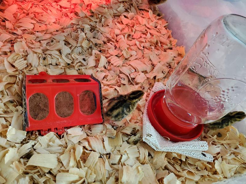 4 day old quail chicks with quail base waterer