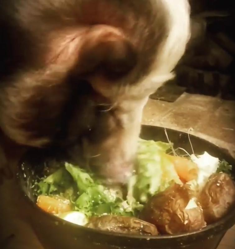 Kalua enjoying dinner from her Fortex feed bowl!