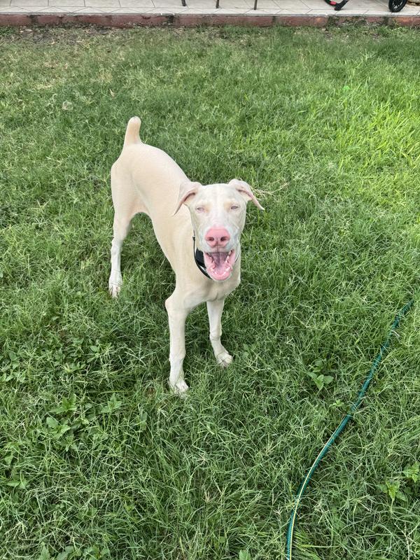 “4 Month old Doberman”