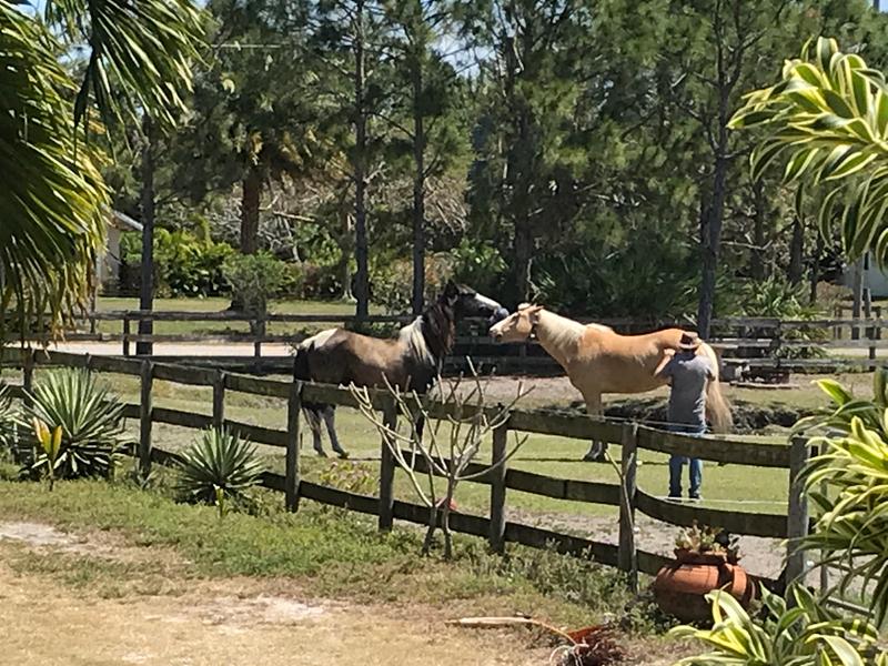 Zorro rides Cloud, and Cloud & Houdini play tug of ball. Cloud is age 17, Houdini 15 and dog is 8