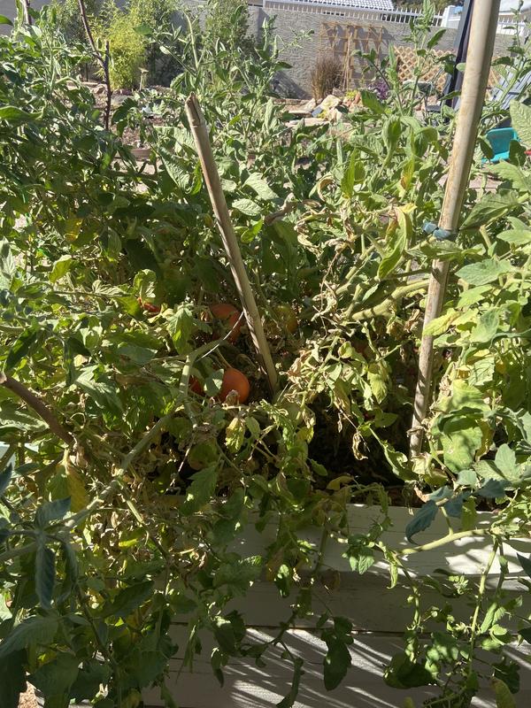 First 2 photos are of the green cage, 3rd photo is the mess with a circular less strong cage. Tried to even stake it, but they had already grown too much.