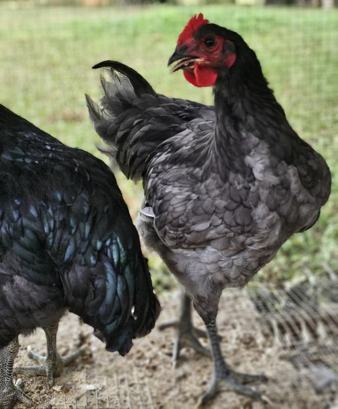 11 week-old Blue Jersey Giant rooster