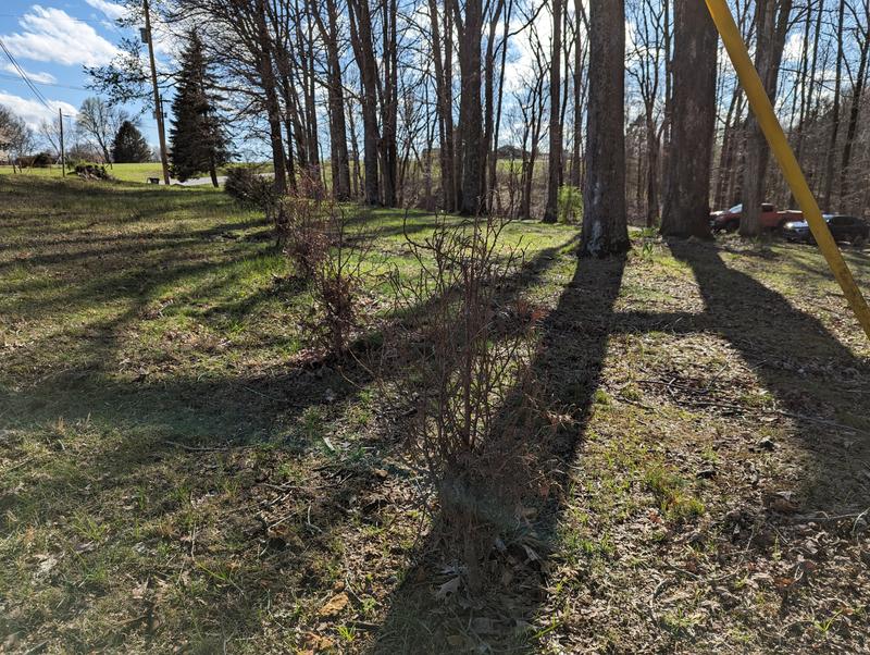 Primary location, showing many dead trees