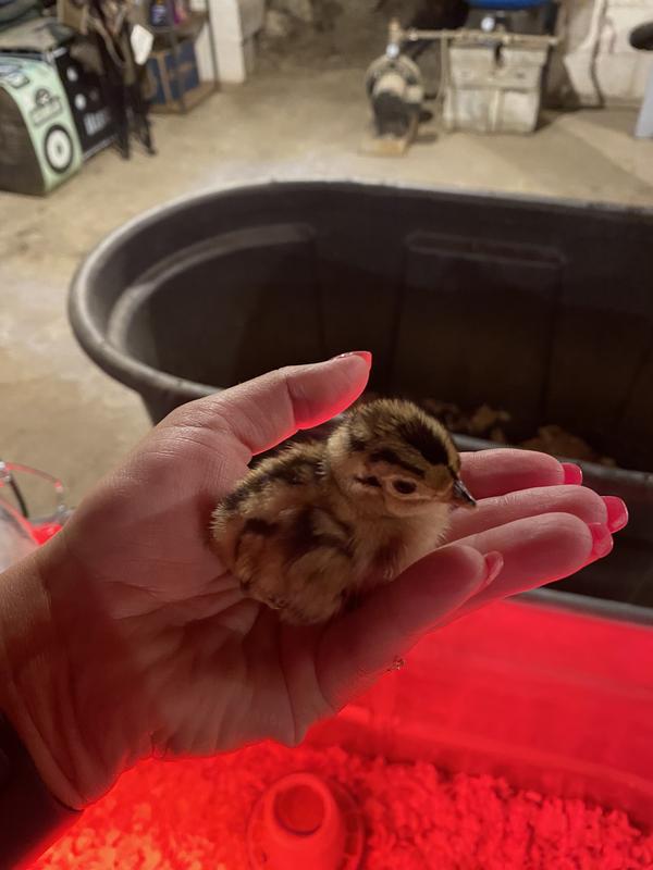 Baby !