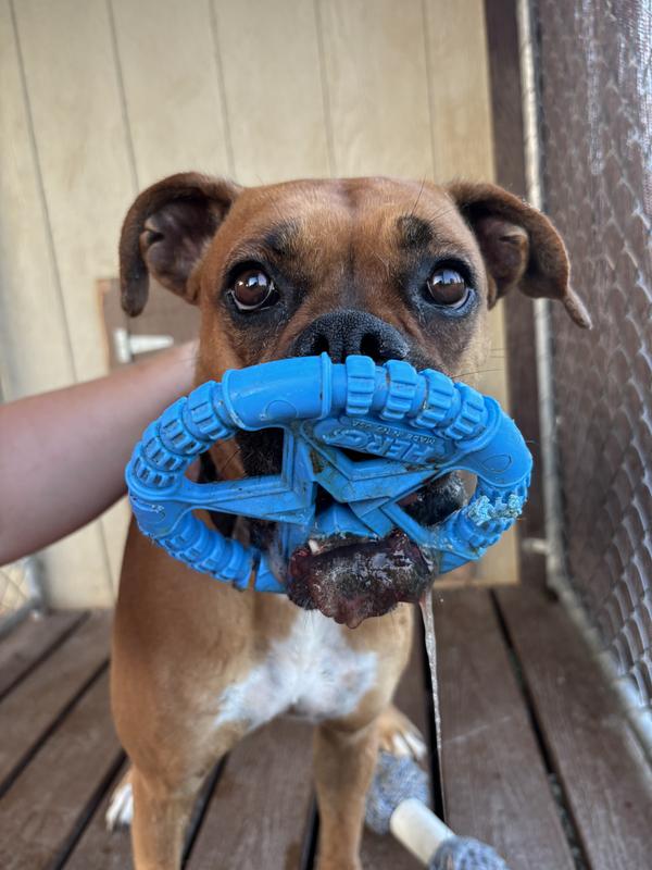 Toy stuck on her mouth