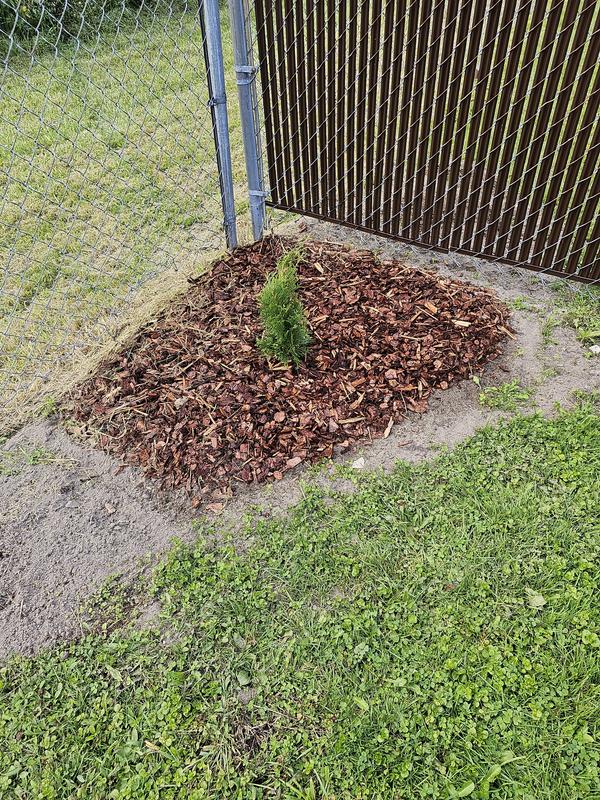 The third Arborvitae we planted at the other end of the fence to balance out the space.  We will add more plants in the Spring.