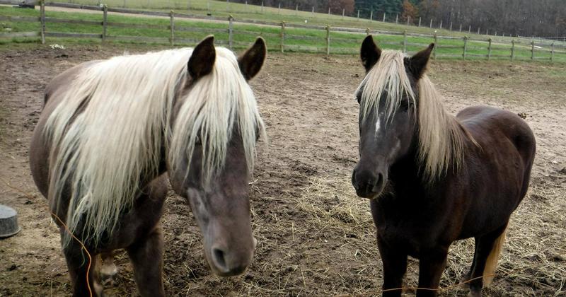 Amigo on the right