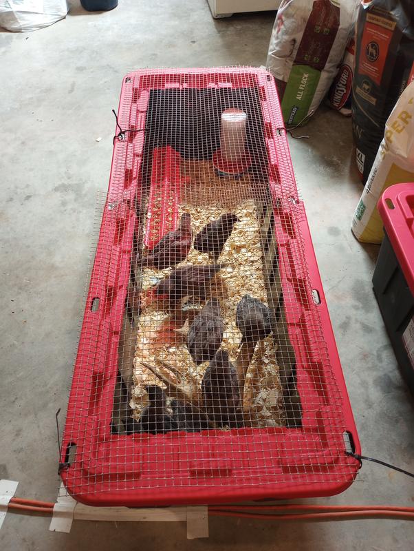 Chicks after 3 weeks. Healthy and happy!