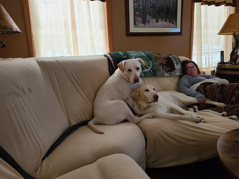 BJ and Bella awaiting their MarroBone treats to arrive.