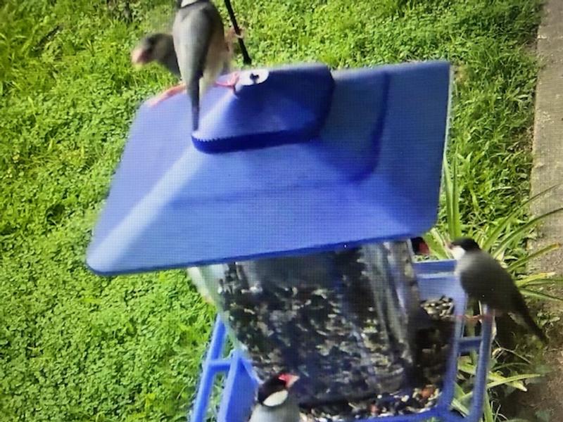 Note - very frayed at the cap.