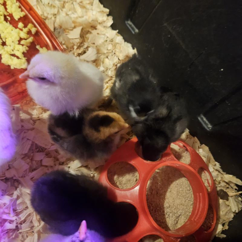 Chicks eating