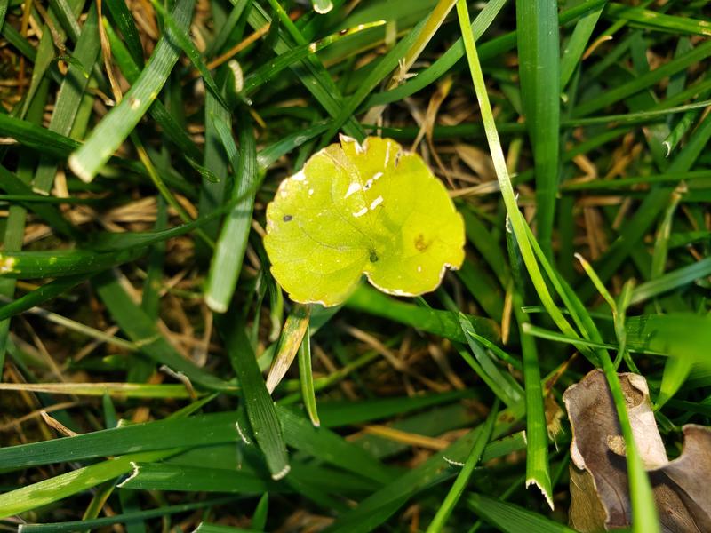 Dying violets, normally emerald green