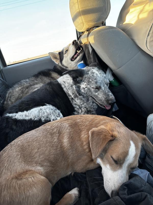 All the happy creatures