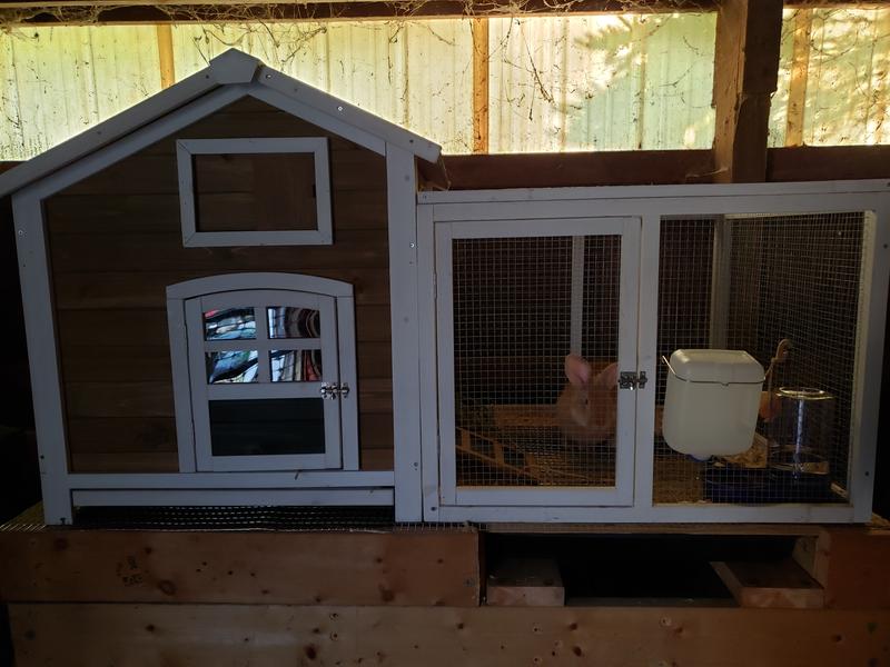 Clover and her home
