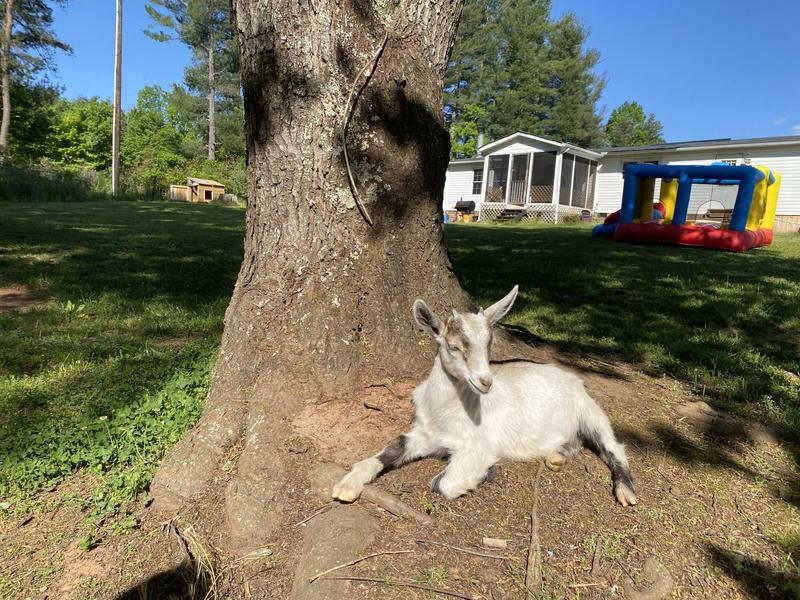 Happy healthy goat