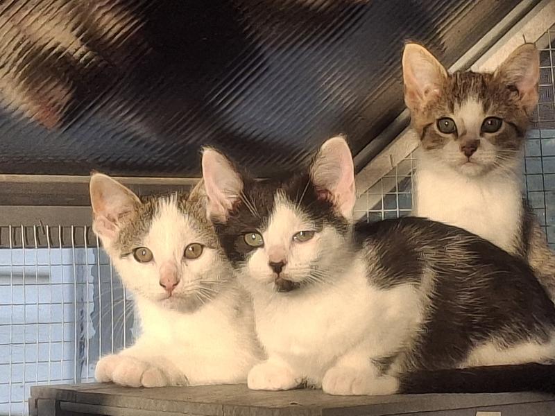 Its that one human, maybe bringing us Paws & Claws Chicken Delight?