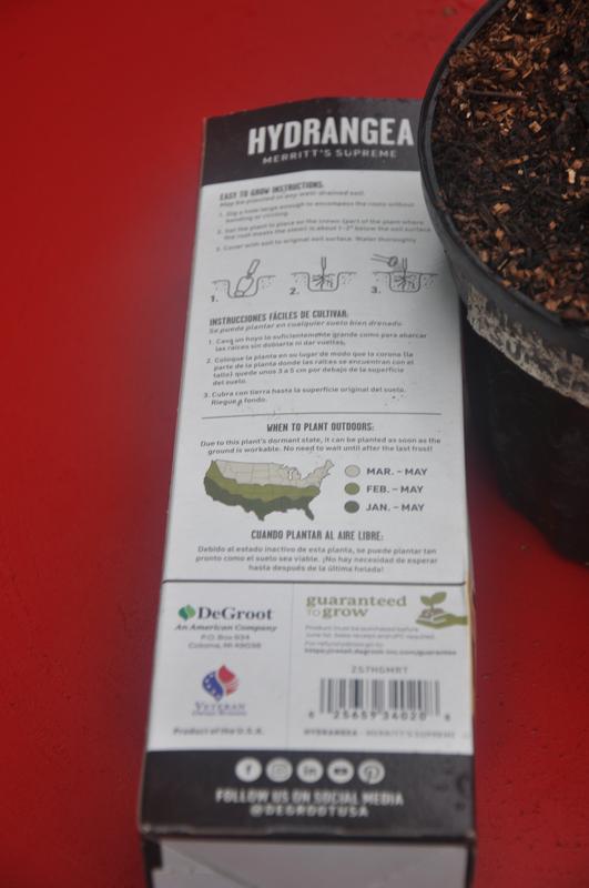 DeGroot Hydrangea Merritt's Supreme dead NOT dormant