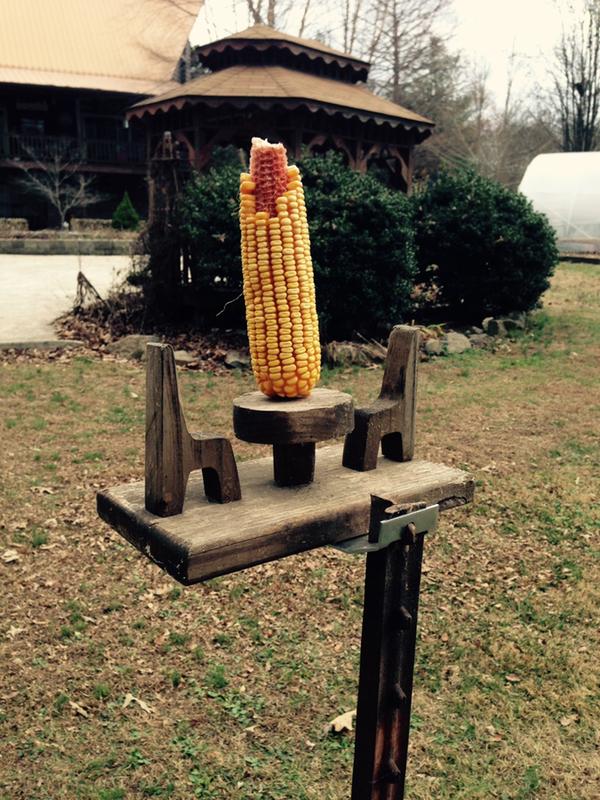 It is really funny watching a squirrel climb a t-post to have dinner. A Must See!!!