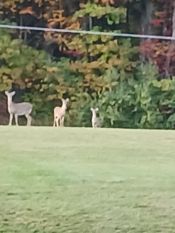 Deer