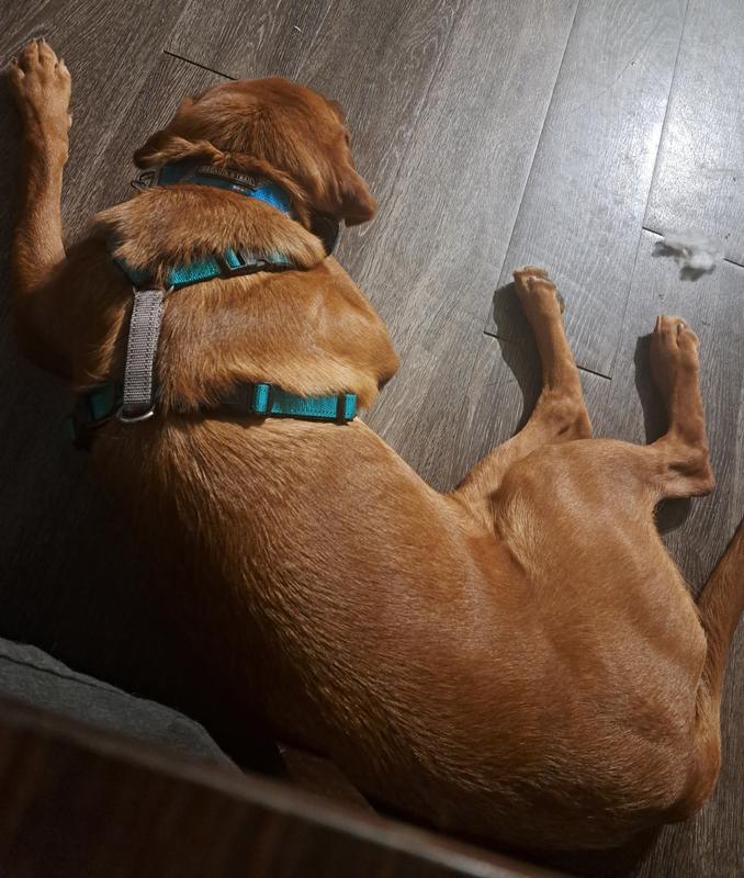 No escaping this harness though!