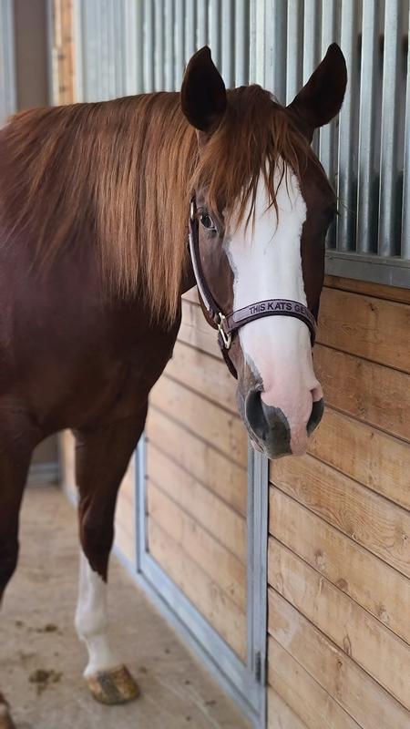 Loves his Bluebonnet Intensify Omega Force!