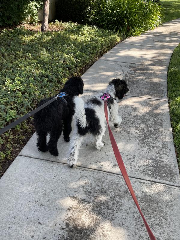 Quality fencing keeps my puppies safe