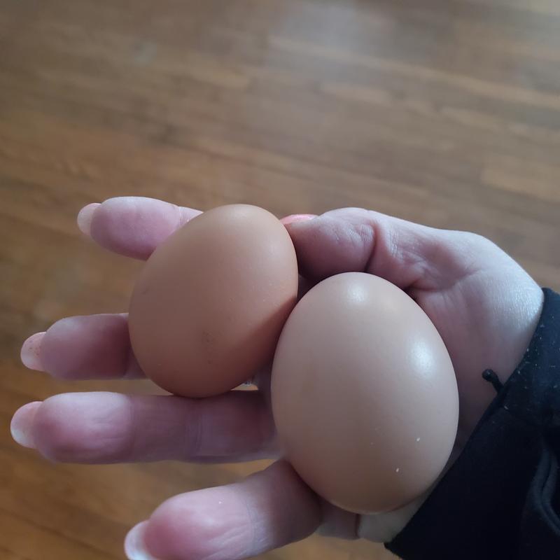 Aren't they beautiful!