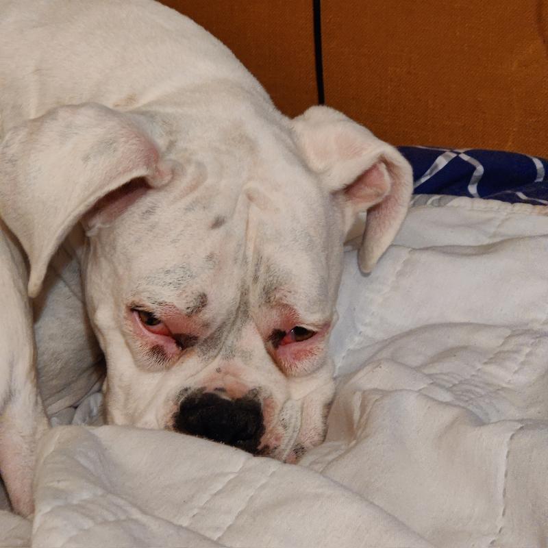 My dog could hardly open his eyes, and he developed welts all over his body and legs.