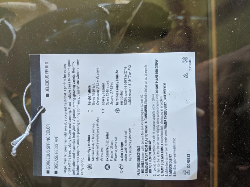 tag that was attached to the tree (back)