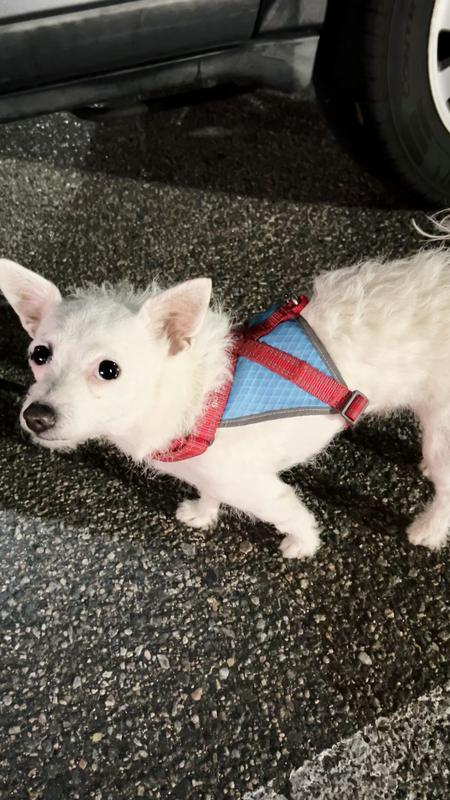 Size small fit my 10 pound Chipoo perfectly