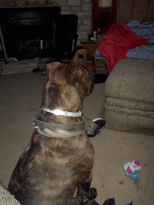 Seresto Large Dog Vet-Recommended Flea Tick Treatment