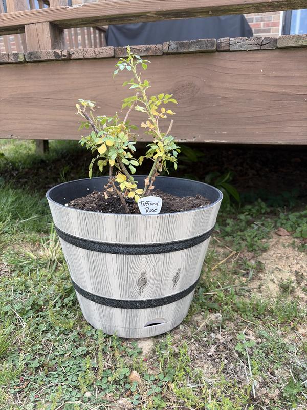 Barrel Planter