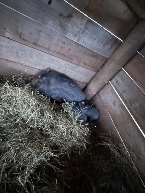 Pickles and her piglets