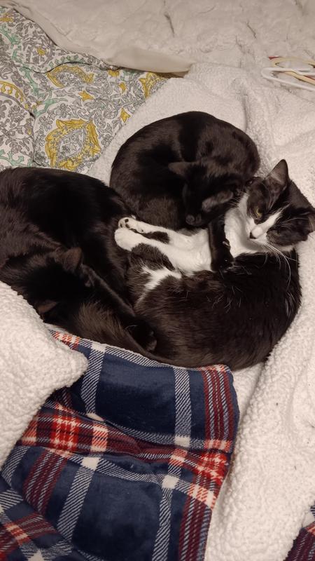 My cats and food bowls