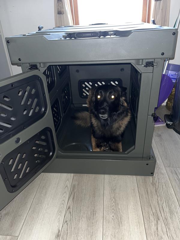 50-pound Belgian Tervuran