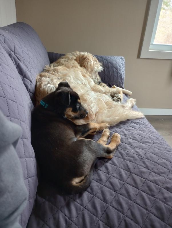 4yr old Murray and 8 wk old dozer