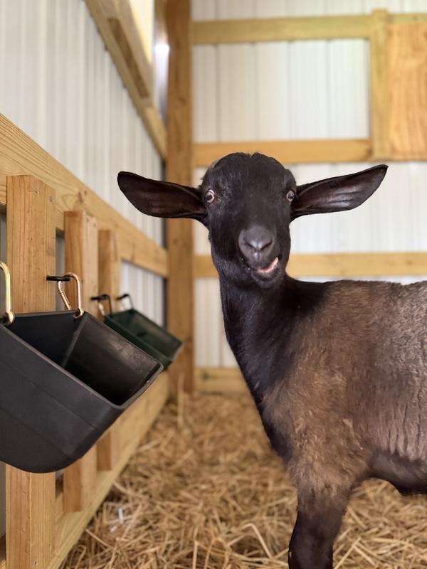 Annie loves her Sweetlix!