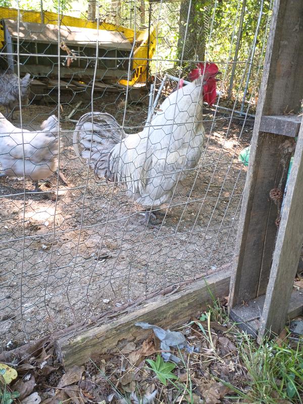 The warden of the coop!