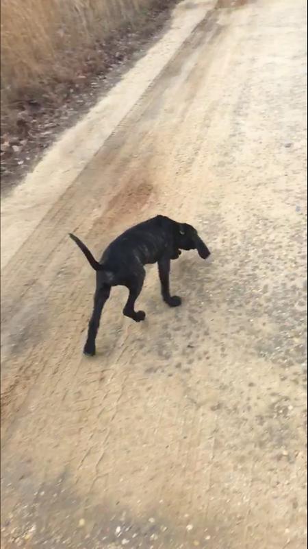 My search dog in training