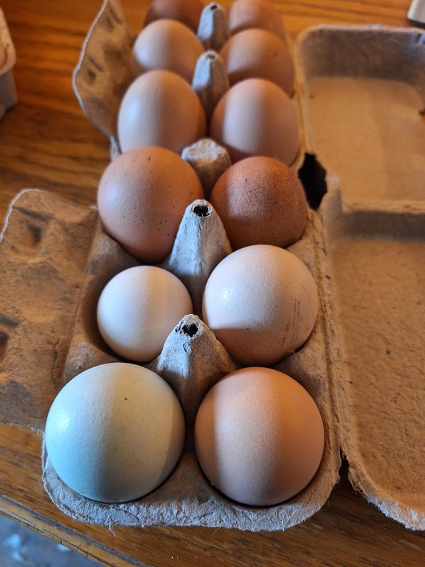 XL to Bantam Eggs Fit