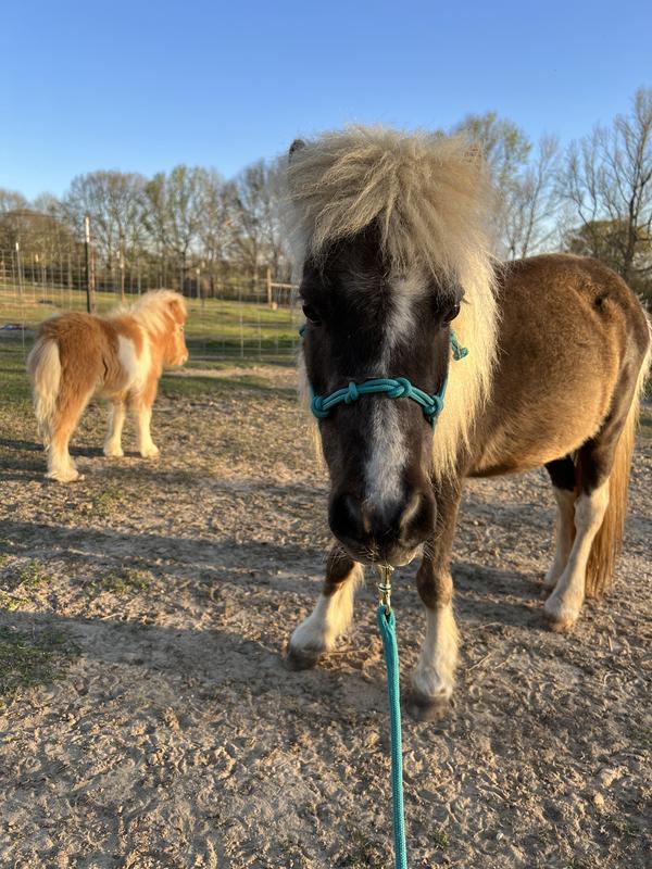 Fancy loves her halter