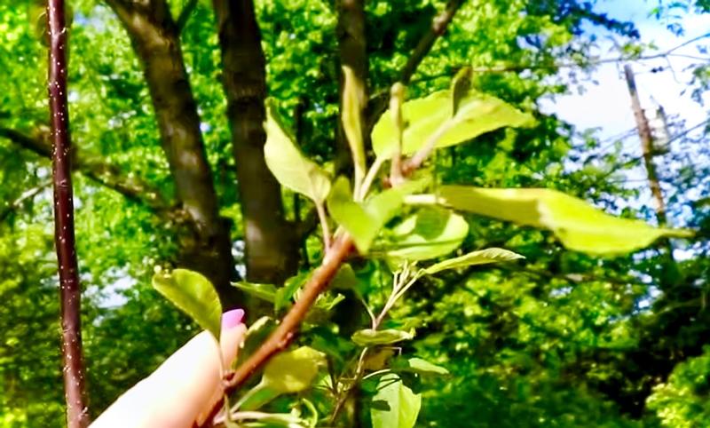 Leaves of the tree