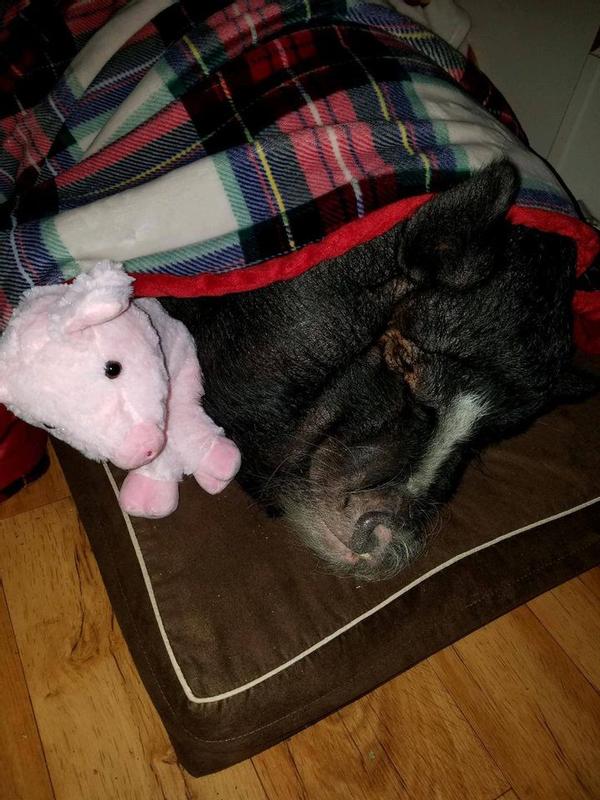 Bella The Spoiled Pig