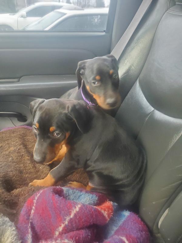 Unhealthy dull coats and diarrhea only 7 weeks