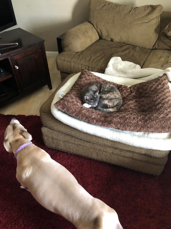 Cat and dog both like it!