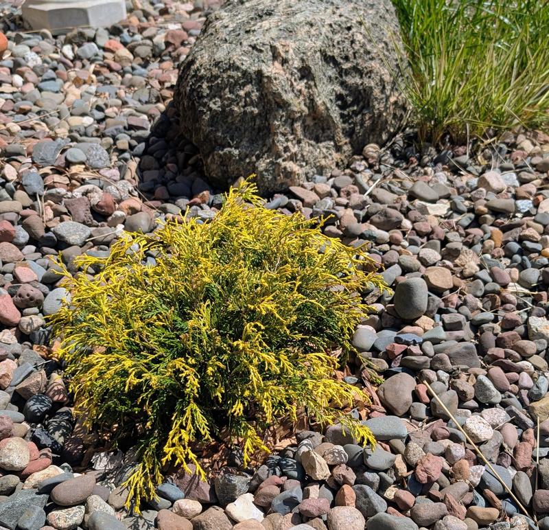 Great size plant!