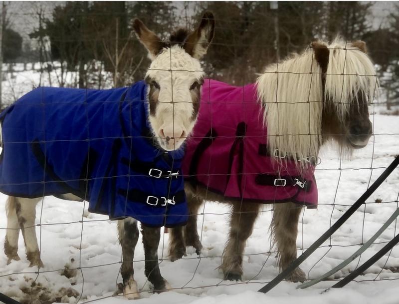 Dutch & Latté wearing their Starpoint Horsemanship blanket & sheet