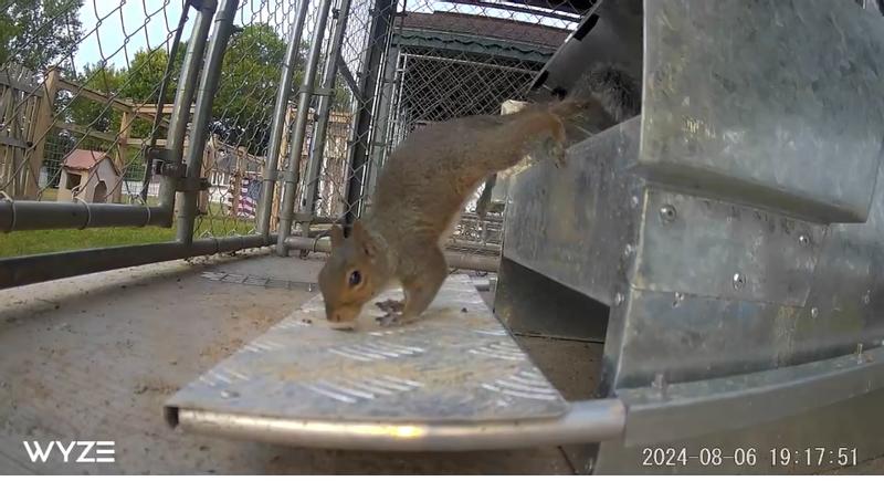 Happy Jack squirrel loved the training wheel phase.  I think he camped out in there overnight 😂