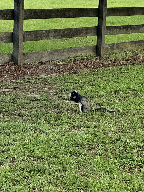 Squirrels like it as well!
