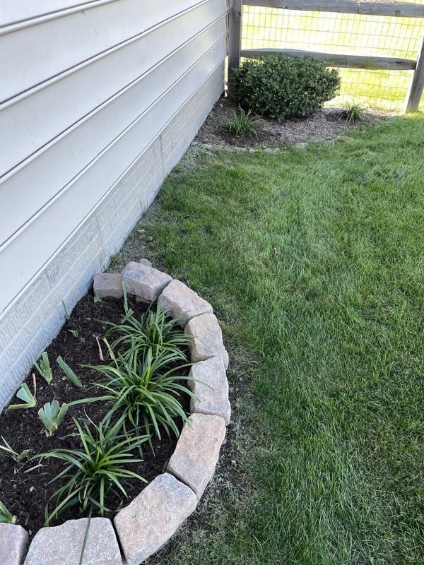 3 loriopes, then 2 further away